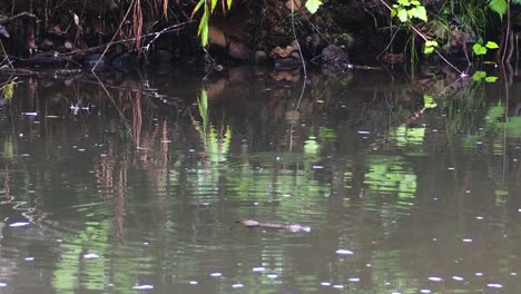 Ornitorrinco-Nadando-Y-Sumergiéndose-En-El-Agua-Del-Estanque-Junto-A-Rocky-Creek