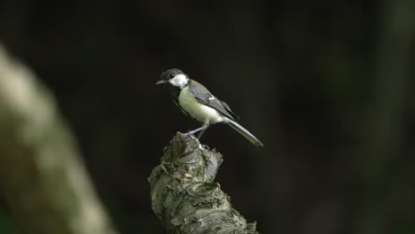 Japanese-Tit---Oriental-Tit-Passerine-Bird-Looking-Around-While-Perching-On-Tree-Branch