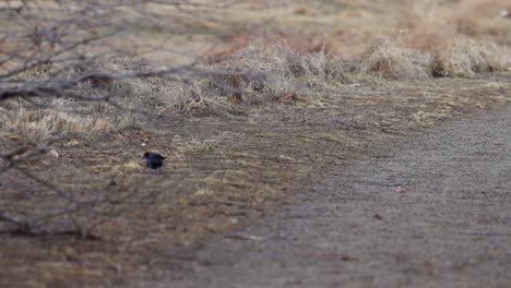 A-redwing-blackbird-looks-for-seeds-alone-on-a-trail