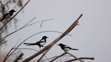 Eurasian-Magpie-Birds-Resting-On-Dried-Branches-Of-Driftwoods-Along-Shoreline