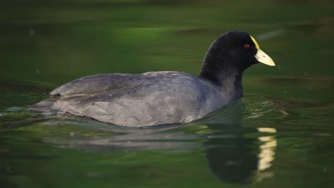 Tracking-shot-of-cute-White-winged-coot-or-Fulica-Leucoptera-swimming-in-pond,4K