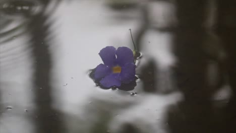 Thunbergia-Erecta-climbing-flower-on-a-pool-of-still-water