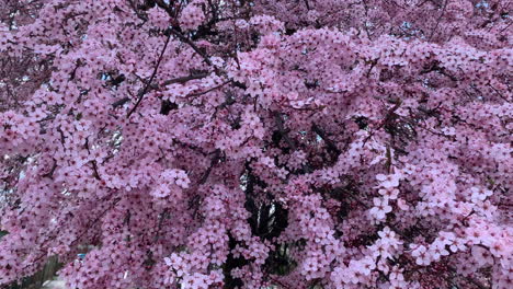 Kirschblüten-Japan.-Rosa-Frühlingsblütenhintergrund