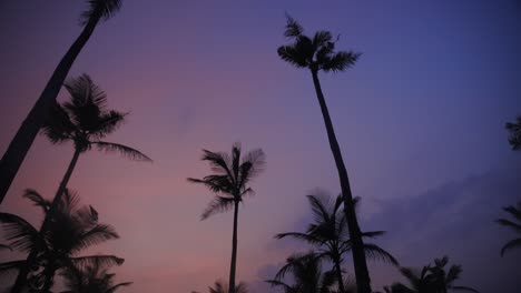 Magische-Stunde-Atemberaubender-Kokospalmen,-Die-Menschen-Enthüllen,-Die-Eine-Wunderschöne-Meereslandschaft-Beobachten,-Mirissa-Sri-Lanka