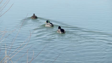 Patos-Nadando-En-El-Lago-Para-Forrajear