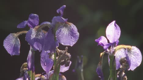 Flores-De-Iris-Púrpura-Húmedas-Iluminadas-Por-Los-últimos-Rayos-De-Sol-Del-Día,-De-Cerca