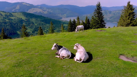 Cows-with-green-grass-and-beautiful-mountain-scene-aerial