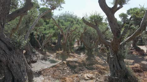 Olivenbäume-In-Den-Südlichen-Bezirkssiedlungen-Sdot-Negev,-Israel