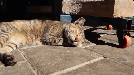Un-Gato-Durmiendo-En-Essaouira,-Marruecos
