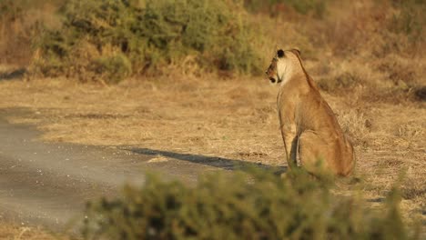 Wide-shot-of-a-lioness-calling-while-sitting-in-beautiful-golden-morning-light,-Mashatu-Botswana
