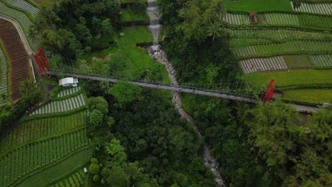 Vertical-drone-shot-of-metal-suspension-bridge-build-over-river-with-waterfall,-surrounded-by-trees-and-plantation,-motorcycle-croosing-on-it