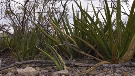 Von-Links-Nach-Rechts-Dolly-Auf-Einem-Yucca-Kaktus-In-Westtexas-4k