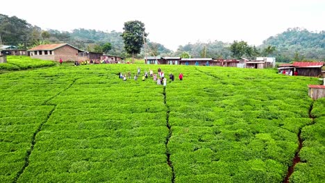 Tourists-And-Locals-At-The-Tea-Plantation-Waving-To-Drone-Camera-In-Chogoria,-Kenya