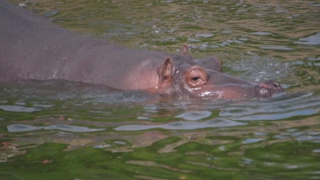 Hipopótamo-Adulto-Solitario-Sumergirse-Pasar-Por-Debajo