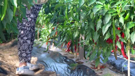 Woman-farmer-going-in-the-row-of-ripe-chili-pepper-plants-field-with-metal-basin-to-harvest-red-pepper
