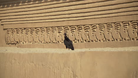 black-bird-next-to-an-old-building-with-ancient-architecture