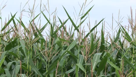 Top-stalks-of-green-maize-corn-crop-in-field-with-pale-blue-sky-behind
