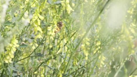 Biene-Hängt-An-Süßen-Gelben-Kleeblumen-Auf-Windiger-Naturwiese
