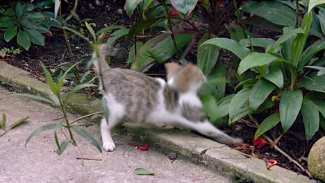Stray-kitten-playing-with-plant-leaves-in-the-garden