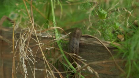 Grass-snake-closeup-animal-slithering-in-a-green-garden-4K
