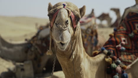 Camel-lifts-its-head-and-chews-cud-in-desert-looking-at-camera,-slow-motion