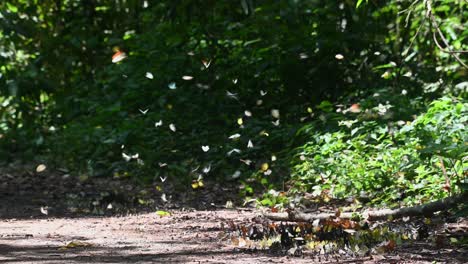 Butterflies-of-all-kinds-flying-over-swarms-feeding-on-minerals-on-the-ground-in-Kaeng-Krachan-National-Park,-UNESCO-World-Heritage,-Thailand
