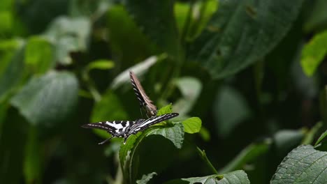 Chain-Swordtail,-Graphium-aristeus,-Kaeng-Krachan-National-Park,-UNESCO-World-Heritage,-Thailand