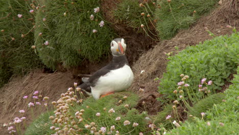 Atlantic-Puffin-couple,-one-digging-into-burrow-on-a-cliff,-Atlantic-Ocean,-at-Saltee-Island,-Ireland