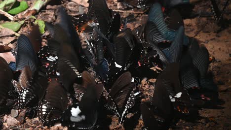 Red-Helen-Swallowtail,-Papilio-Helenus,-Parque-Nacional-Kaeng-Krachan,-Patrimonio-Mundial-De-La-Unesco,-Tailandia