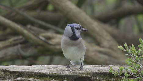Slow-mo-close-up,-gorgeous-Blue-Jay-perched-on-tree-branch,-then-jumping-off