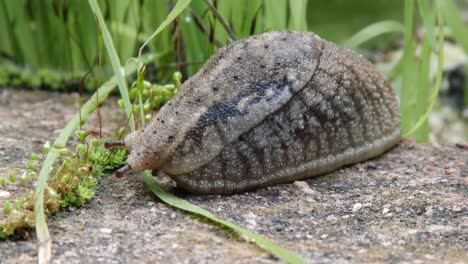 A-large-patterned-and-textured-slug-in-a-garden,-closeup