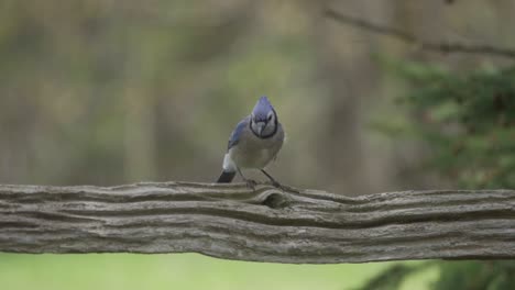 Pájaros-En-Vuelo,-Arrendajo-Azul-Volando-De-Una-Valla-De-Granja-Rústica