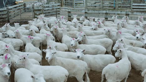 Frisch-Rasierte-Schafe,-Die-Draußen-In-Einem-Eingezäunten-Stift-Stehen,-Tiere,-Die-Wolle-Produzieren