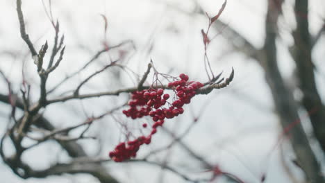 Bunches-Of-Red-Cherries-On-Leafless-Branches-Of-A-Withered-Tree-During-Fall-Season