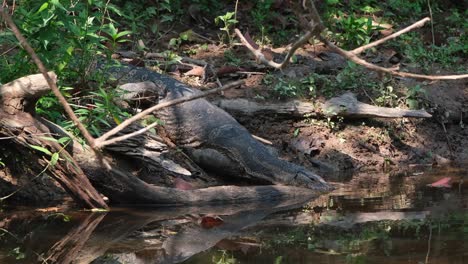 Seen-drinking-water-at-a-stream,-Asian-Water-Monitor,-Varanus-salvator,-Khao-Yai-National-Park,-UNESCO-World-Heritage,-Thailand