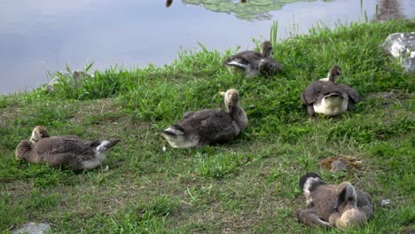 A-family-of-young-geese-sit-beside-a-blue-pond-while-they-preen-their-feathers-and-look-around