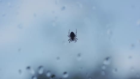 Isolierte-Kleine-Spinne,-Die-An-Einem-Netz-Hängt,-Durch-Ein-Fenster-Mit-Regentropfen-Geschossen