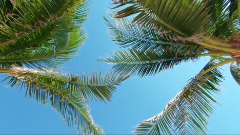 Looking-up-at-tropical-coconut-palm-trees-from-below-with-their-leaves-blowing-in-the-wind-and-a-bright-blue-summer-sky-behind-them-in-Mexico-near-Cancun-on-the-beach-Playa-del-Carmen-on-vacation