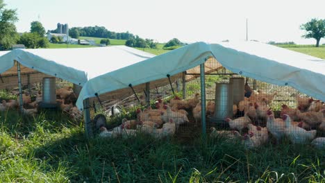 Chickens-and-turkeys-outside-in-cages-with-white-protective-canopy-tent