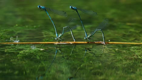 Couple-Common-Blue-Damselflies-In-Mating-Wheel-Pose-Balancing-On-Stick-In-Water