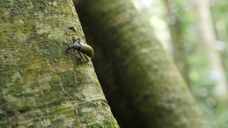 Ein-Grüner-Käfer-Auf-Einem-Waldbaum-Im-Dschungel-Afrikas