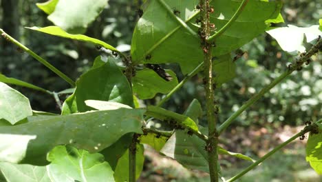 Hormigas-Safari-Arrastrándose-Sobre-Una-Hoja-De-Selva-Tropical-En-áfrica