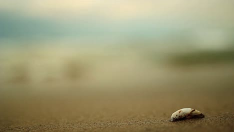 Beautiful-scene-with-lonely-sea-shell-and-blurred-wave-background