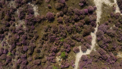 Top-down-view-of-beautiful-purple-heaths-in-sand-dunes-on-a-sunny-autumn-day---drone-lifting-up-and-spinning