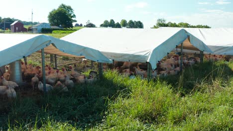 Outdoor-tents-for-chickens,-turkeys,-poultry