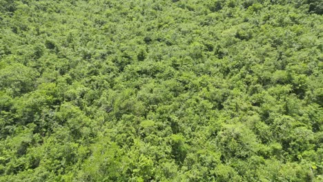 Drone-aerial-footage-of-bright-green-Guatemalan-rainforest-hillside-trees-and-foliage-near-Semuc-Champey-National-Park