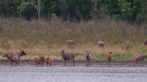 Two-individuals-grazing-and-approaching-another,-herd-in-the-water-for-protection-from-predators-nearby,-Sambar-Deer,-Rusa-unicolor,-Phu-Khiao-Wildlife-Sanctuary,-Thailand