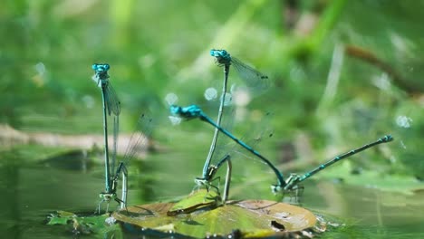 Three-pairs-of-ischnura-heterosticta,-males-damselfly-clasping-the-females-while-laying-eggs-under-the-leaf-on-water-surface,-wildlife-low-angle-macro-shot