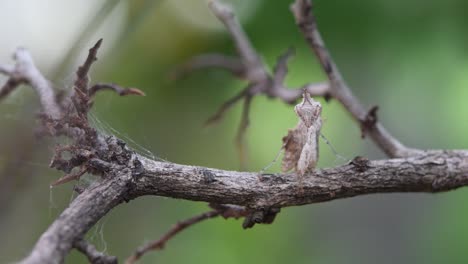 Moving-its-right-foreleg-while-standing-on-a-bare-twig,-this-mantis-is-so-small,-Mantis,-Ceratomantis-saussurii,-Thailand