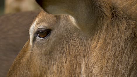 Extreme-close-Up-of-the-eye-of-an-Antilope---Slow-motion